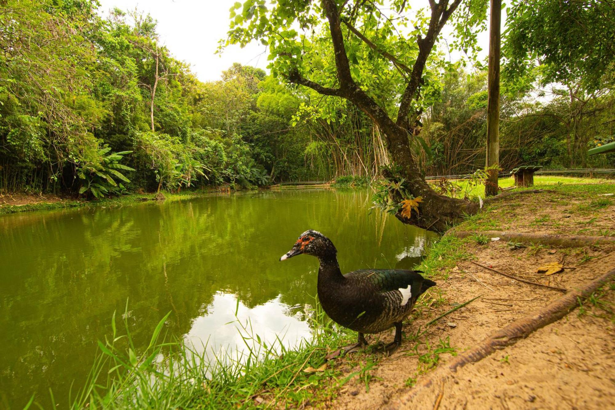 Hotel Fazenda Fonte Colina Verde ساو بيدرو المظهر الخارجي الصورة